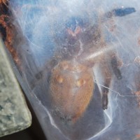 OBT Male or Female, Tried to get a better pic!