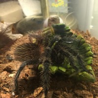 Rescue Tarantula!