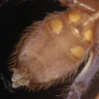 P.metallica Male or Female?