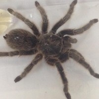 NEWBIE :Need help with Tarantula ID