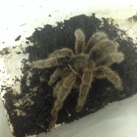 Tarantula ID and sex anyone ?