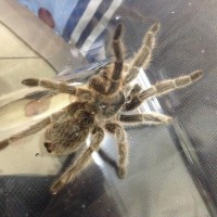 Tarantula ID and sex anyone ?