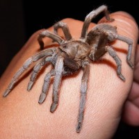 Aphonopelma ap.