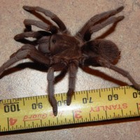 Aphonopelma ap.