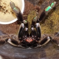 0.1 Psalmopoeus cambridgei