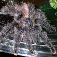 0.1 Avicularia sp. "Amazonica" Purple