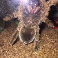 Aphonopelma Chalcodes - 2nd pic