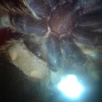 P. regalis 2