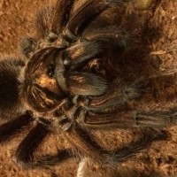 Phormictopus sp