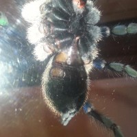 M. balfouri sexing