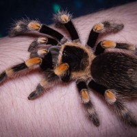 B. smithi