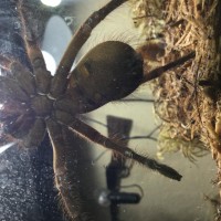 T. Stirmi male or female? First pic had water droplets distorting it