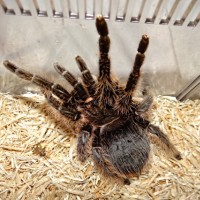 Rapunzel- Curly Hair Tarantula