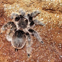 Rapunzel - Curly Hair Tarantula