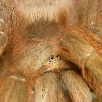 Ginger- Brazilian Giant Blonde Tarantula