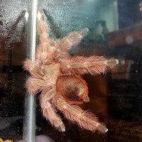 Ginger- Brazilian Giant Blonde Tarantula