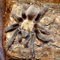 Shug- Sugar City Brown- Aphonopelma coloradanum