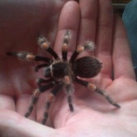 B.smithi