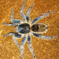 Thrixopelma cyaneolum