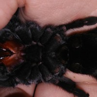 4.5+" Grammostola pulchra -- original photo