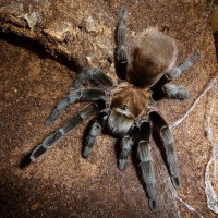 Aphonopelma armada