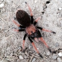 Aphonopelma bicoloratum