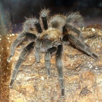 Aphonopelma coloradanum