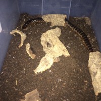 S. sp. "galapagoensis"