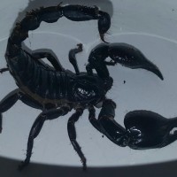 Orion the Scorpion