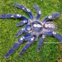 Poecilotheria metallica female