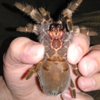 B. smithi