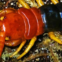 Scolopendra heros castaneiceps