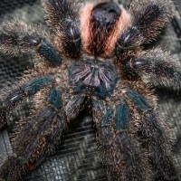 Avicularia urticans