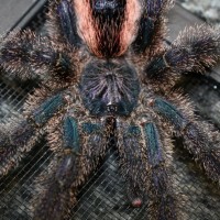 Avicularia urticans