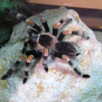 Brachypelma smithi