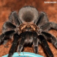 Aphonopelma hentzi