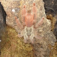 T. gigas,"Danica". Fast. Orange/Green. Obvious name choice,haha.