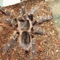 G.Pulchripes or E. Campestratus