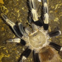 N.Chromatus