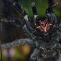 Grammostola pulchra