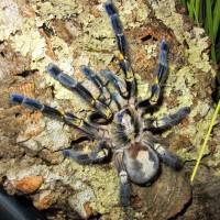 0.1 Poecilotheria metallica