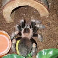 B. Smithi