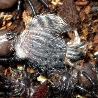 Avicularia sp. 'Ecuador' molting into 2i