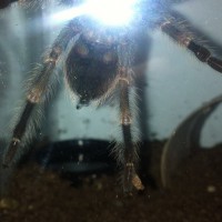 Help with B. smithi sexing
