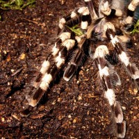 Poecilotheria tigrinawesseli