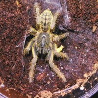 Haplopelma hainanum