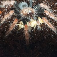 brachypelma boehmei