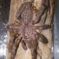 Pocielatheria Ornata Male?