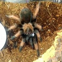 Brachypelma emilia