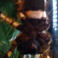 Regalis Sexing Pic